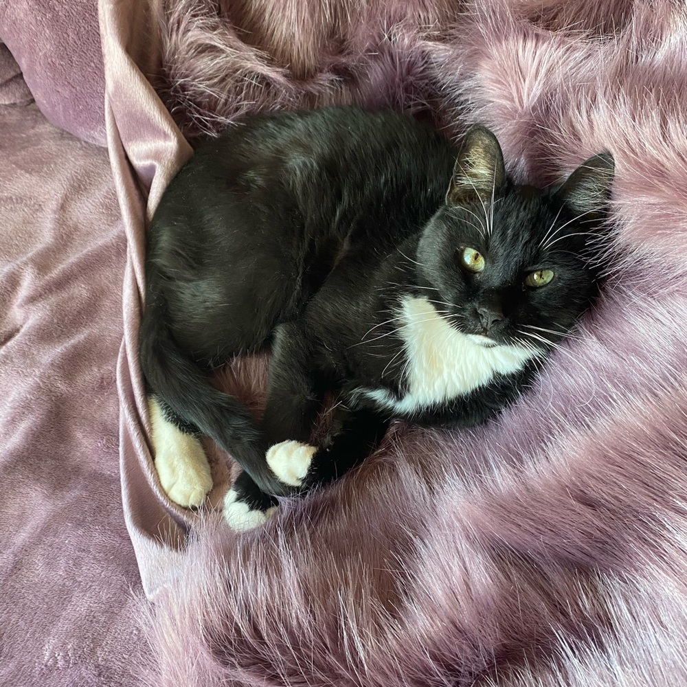 Meet your Posher, Misha